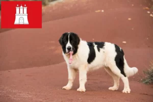 Read more about the article Landseer crescători și căței în Hamburg