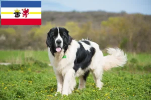 Read more about the article Landseer crescători și căței în Mecklenburg-Vorpommern