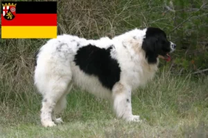 Read more about the article Landseer crescători și căței în Renania-Palatinat