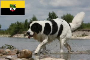 Read more about the article Landseer crescători și căței în Saxonia-Anhalt