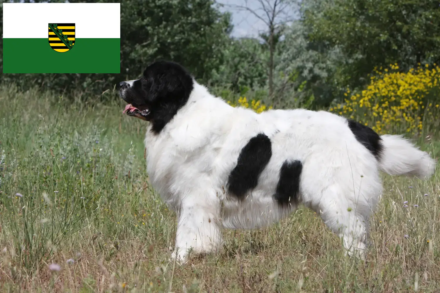 Landseer căței și crescător Saxonia Aici puteți găsi crescători de Landseer în Saxonia.