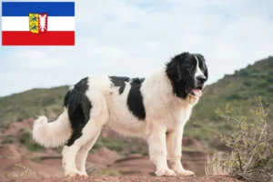 Read more about the article Landseer crescători și căței în Schleswig-Holstein