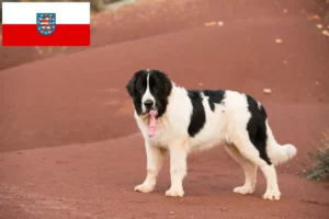 Read more about the article Landseer crescători și căței în Thuringia