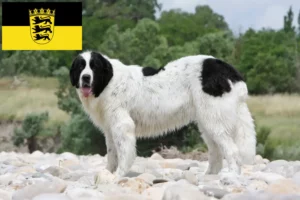 Read more about the article Landseer crescători și căței în Baden-Württemberg