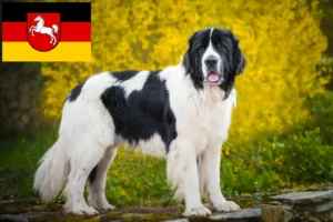 Read more about the article Landseer crescători și căței în Saxonia Inferioară