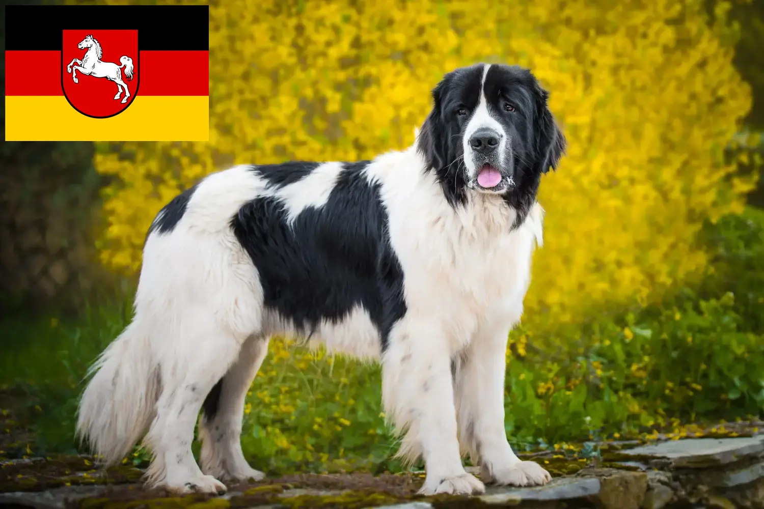 Landseer căței și crescători Saxonia Inferioară Aici puteți găsi crescători de Landseer în Saxonia Inferioară.