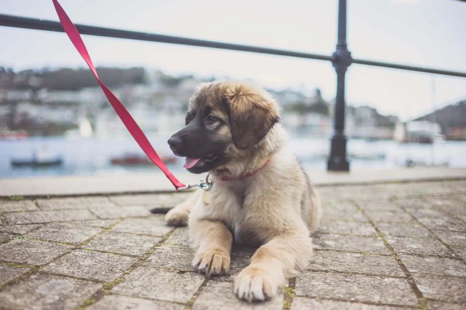 Cumpărarea unui cățel Leonberger înseamnă asumarea responsabilității! Cumpărați cățeluși Leonberger.