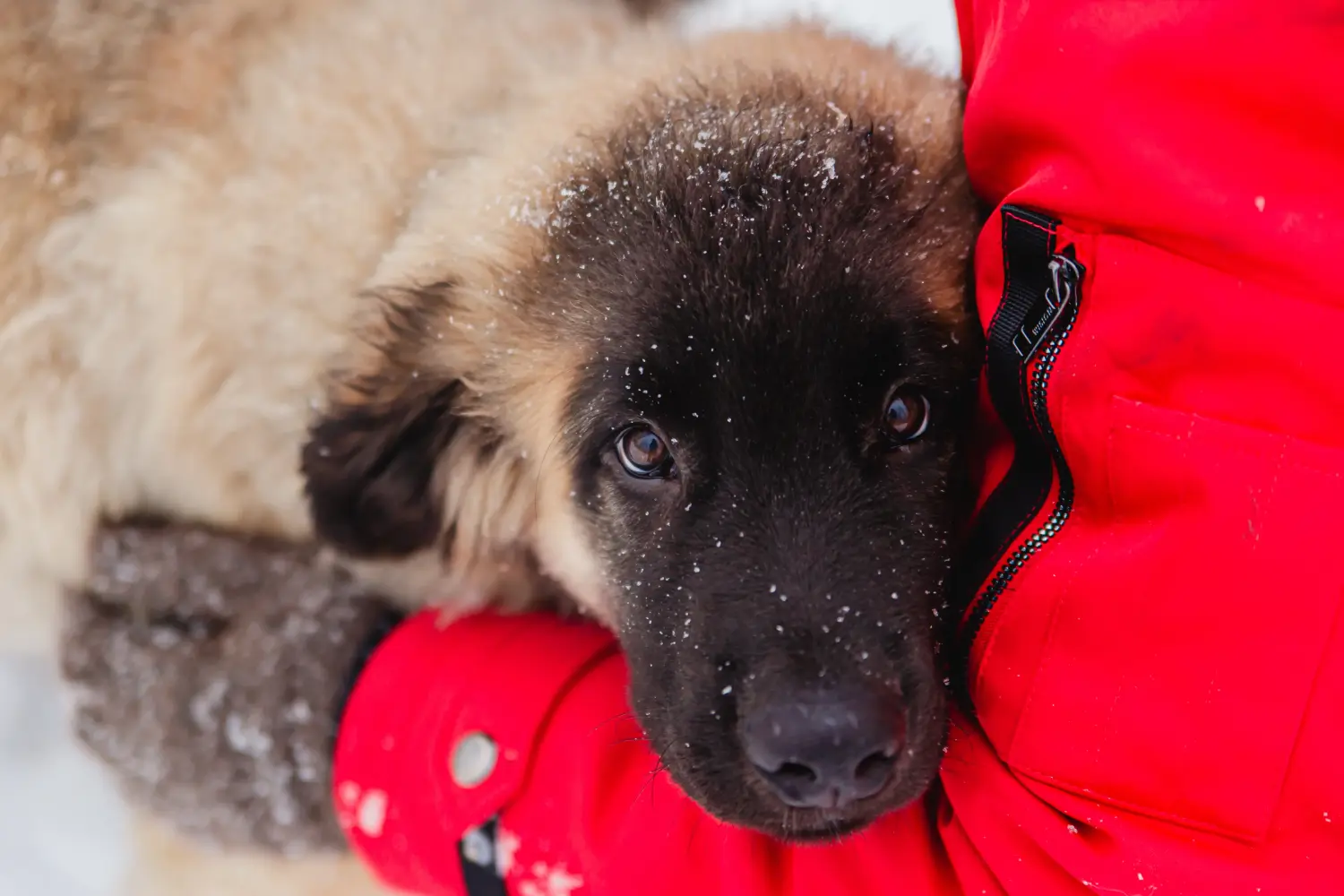 Cumpărarea unui cățel Leonberger înseamnă asumarea responsabilității! Cumpărați cățeluși Leonberger.