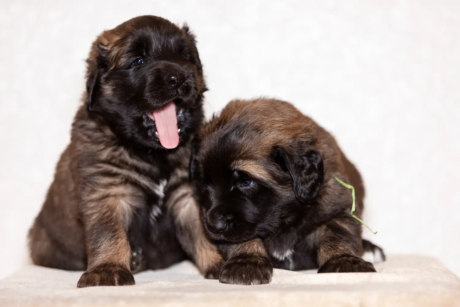Cumpărarea unui cățel Leonberger înseamnă asumarea responsabilității! Cumpărați cățeluși Leonberger.