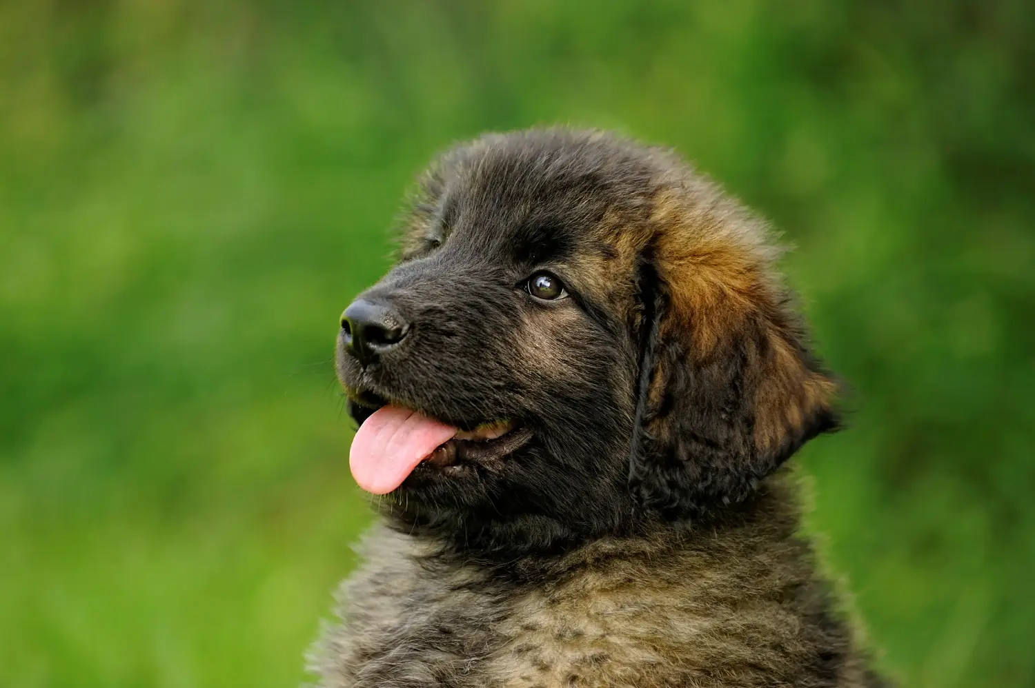 Cumpărarea unui cățel Leonberger înseamnă asumarea responsabilității! Cumpărați cățeluși Leonberger.