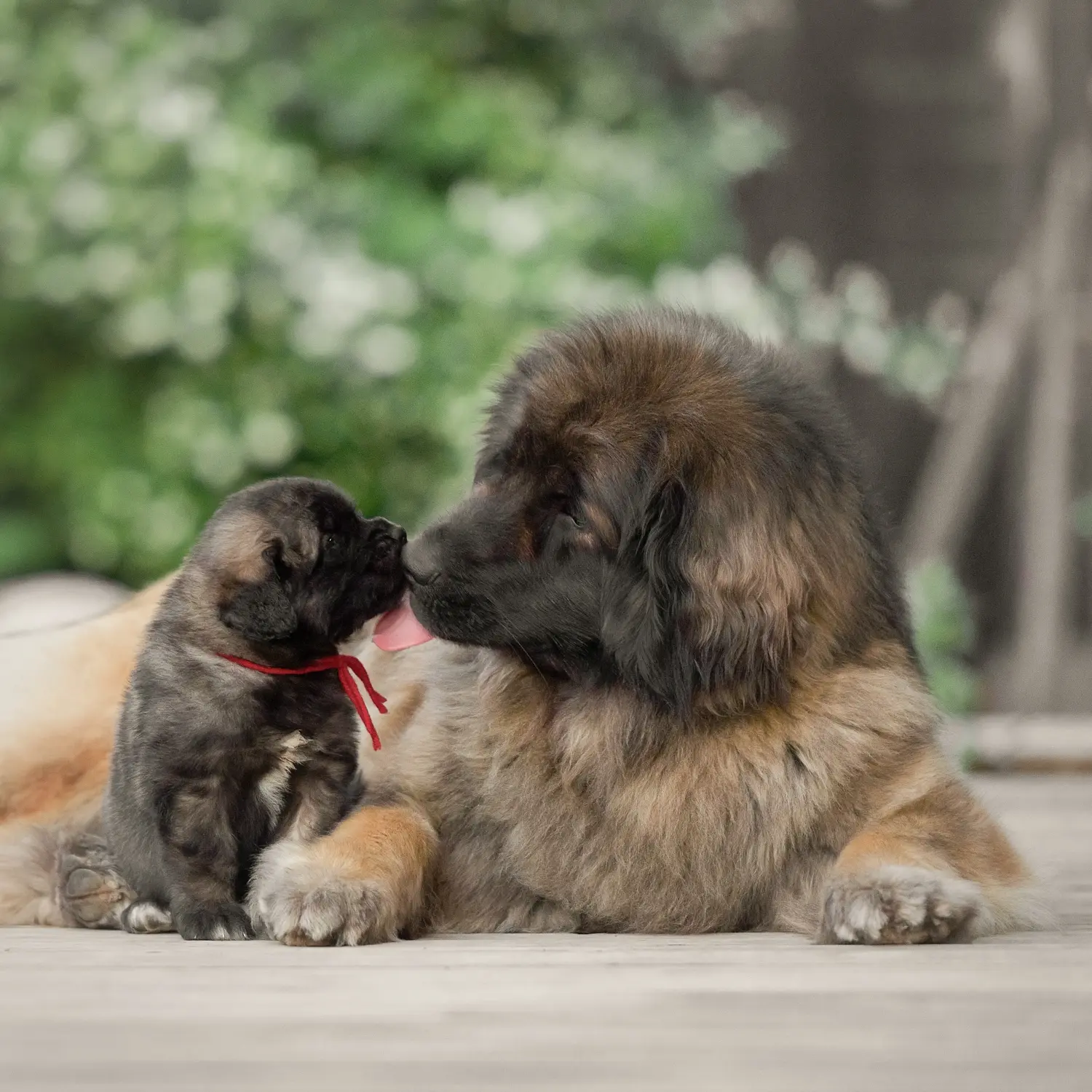 Cumpărarea unui cățel Leonberger înseamnă asumarea responsabilității! Cumpărați cățeluși Leonberger.