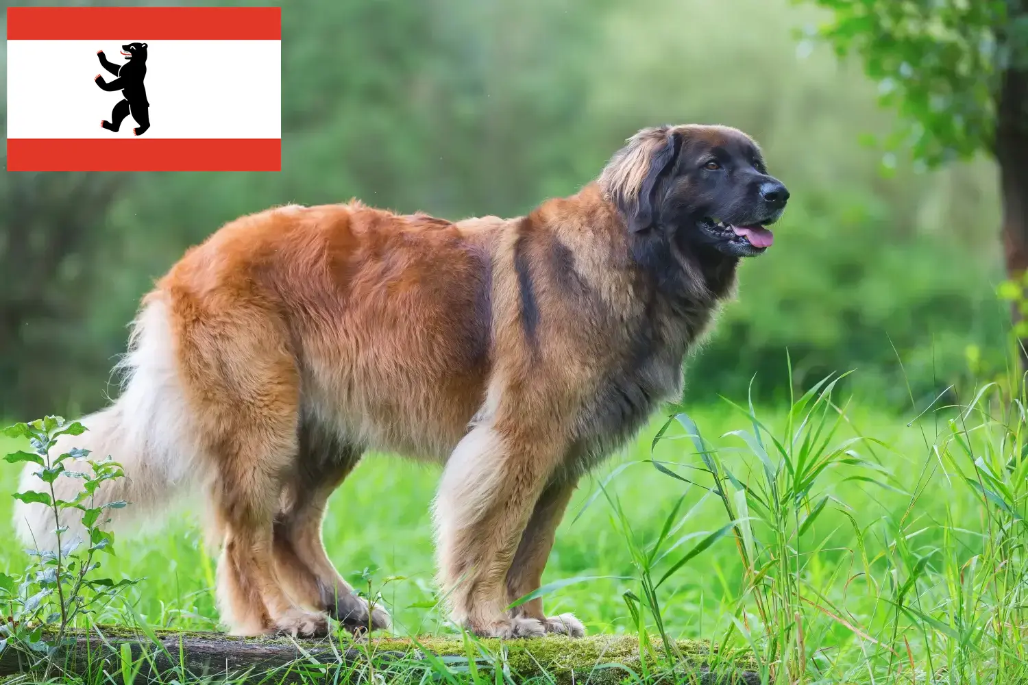 Read more about the article Crescători și căței Leonberger în Berlin