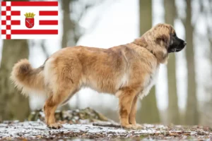 Read more about the article Crescători și căței Leonberger în Bremen