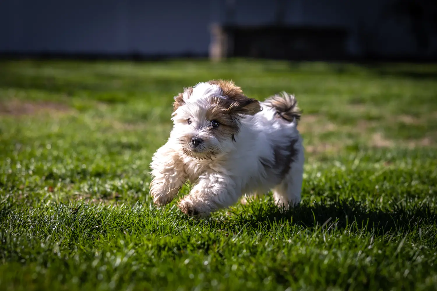 Cumpărarea unui cățel Lhasa Apso înseamnă asumarea responsabilității! Cumpărați cățeluși Lhasa Apso.