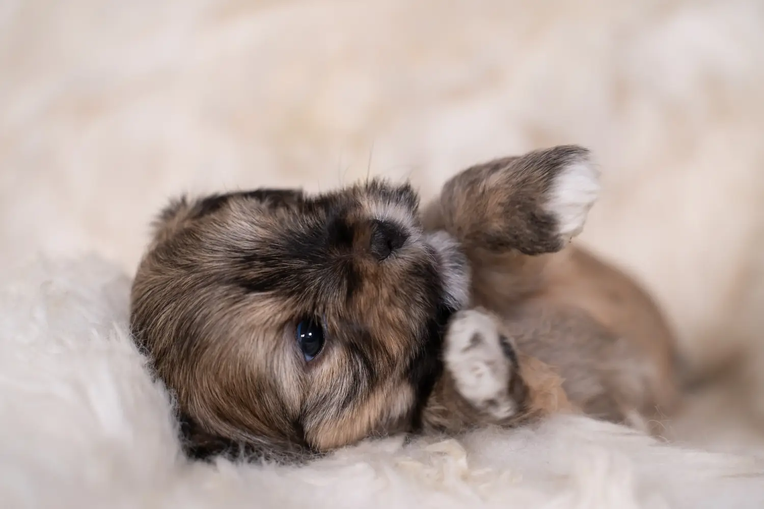 Cumpărarea unui cățel Lhasa Apso înseamnă asumarea responsabilității! Cumpărați cățeluși Lhasa Apso.