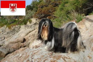Read more about the article Lhasa Apso crescători și căței în Brandenburg
