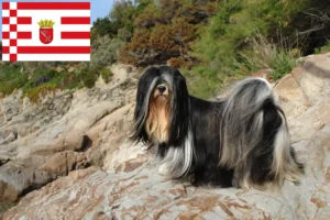 Read more about the article Lhasa Apso crescători și căței în Bremen