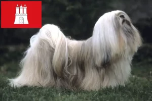 Read more about the article Lhasa Apso crescători și căței în Hamburg