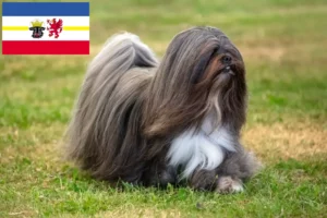 Read more about the article Lhasa Apso crescători și căței în Mecklenburg-Vorpommern