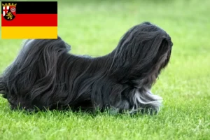Read more about the article Lhasa Apso crescători și căței în Renania-Palatinat
