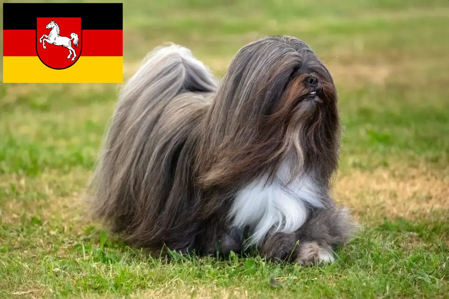 Read more about the article Lhasa Apso crescători și căței în Saxonia Inferioară