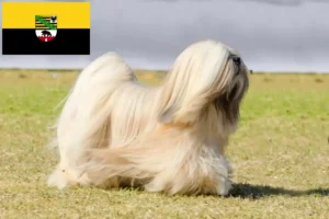 Read more about the article Lhasa Apso crescători și căței în Saxonia-Anhalt