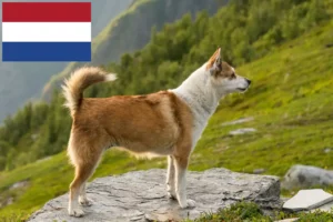 Read more about the article Crescători de Lundehund norvegian și căței în Olanda