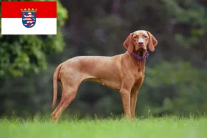 Read more about the article Magyar Vizsla crescători și căței în Hessen