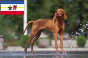 Read more about the article Magyar Vizsla crescători și căței în Mecklenburg-Vorpommern
