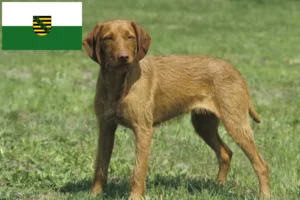 Read more about the article Magyar Vizsla crescători și căței în Saxonia