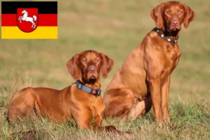 Read more about the article Magyar Vizsla crescători și căței în Saxonia Inferioară