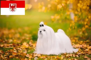 Read more about the article Crescători de maltezi și căței în Brandenburg