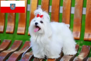Read more about the article Crescători de maltezi și căței în Thuringia