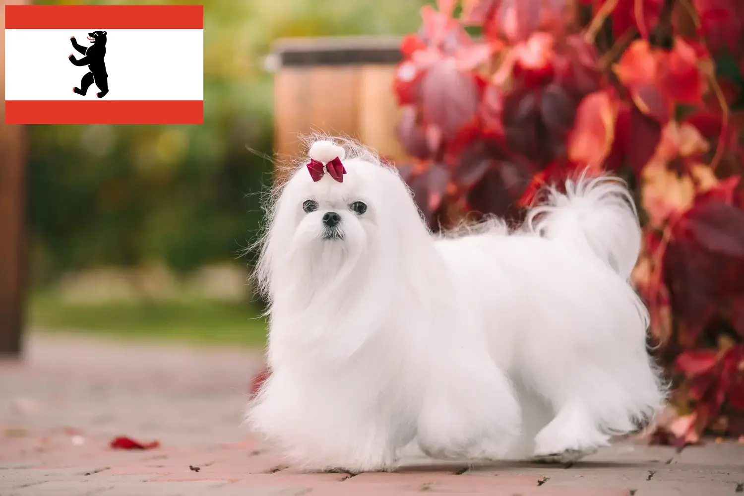 Read more about the article Crescători și căței maltezi în Berlin