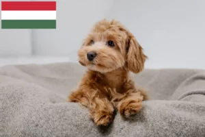 Read more about the article Maltipoo crescători și căței în Ungaria