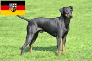 Read more about the article Manchester Terrier crescători și căței în Saarland