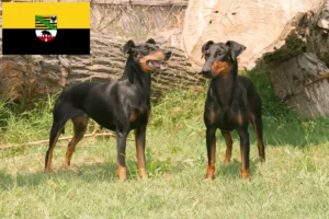 Read more about the article Manchester Terrier crescători și căței în Saxonia-Anhalt