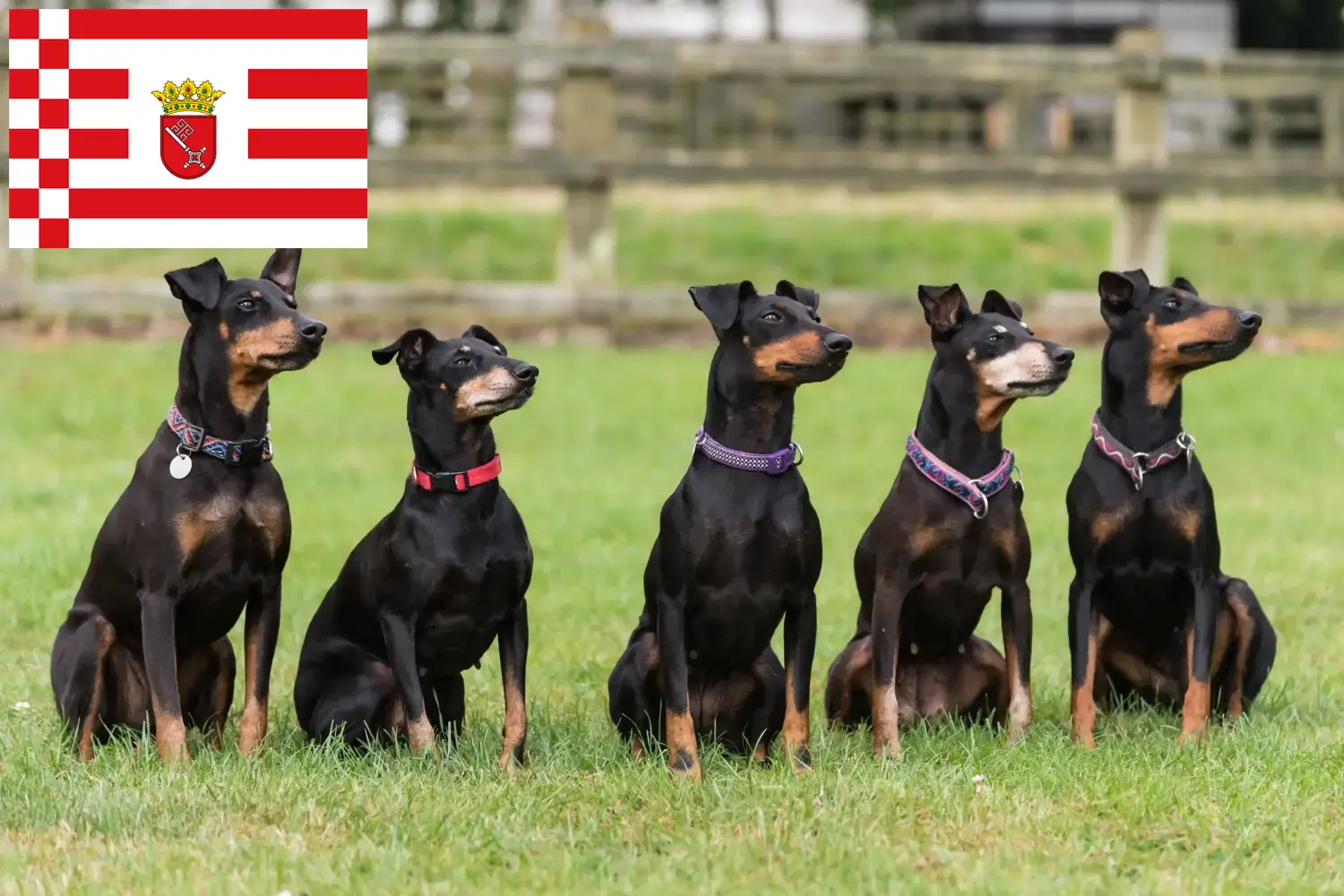 Manchester Terrier căței și crescători Bremen Găsiți crescători de Manchester Terrier în Bremen aici.