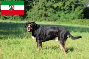 Read more about the article Marele Câine de Munte elvețian de Munte crescător și căței în Renania de Nord-Westfalia