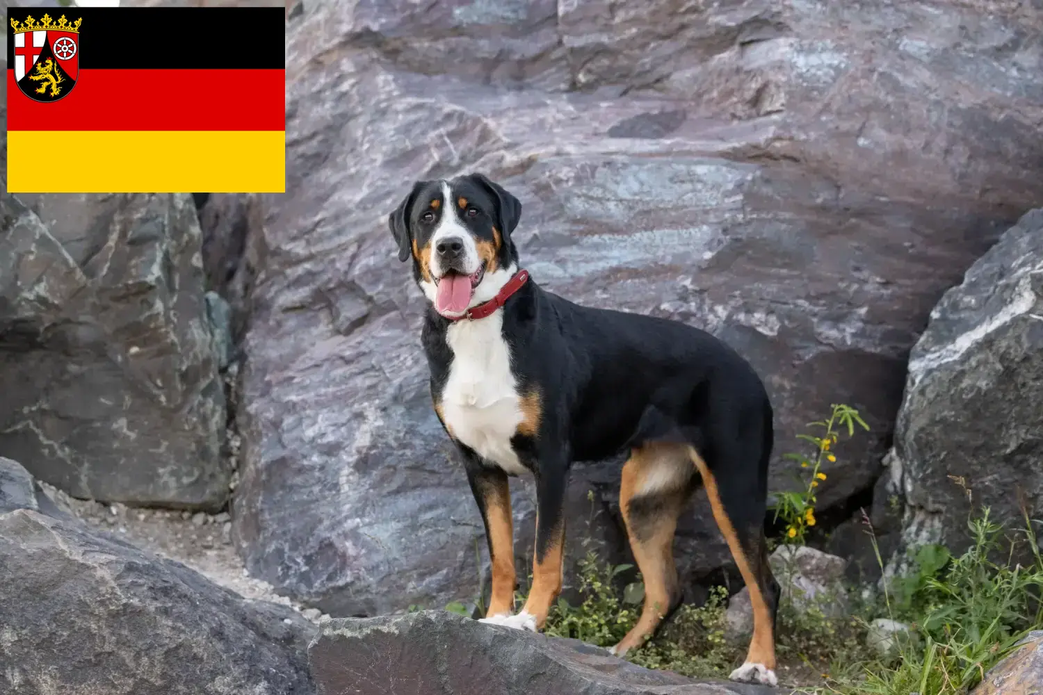 Mare elvețian Mountain Dog pui și crescători Renania-Palatinat Aici puteți găsi crescători de câini de munte mari elvețieni din Renania-Palatinat.