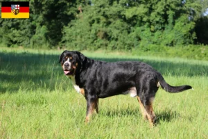 Read more about the article Marele câine de munte elvețian de munte crescător și căței în Saarland