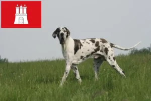 Read more about the article Great Dane crescător și căței în Hamburg