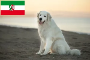 Read more about the article Maremma Abruzzi Sheepdog crescători și căței în Renania de Nord-Westfalia