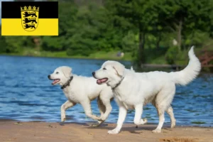 Read more about the article Maremma Abruzzi Sheepdog crescători și căței în Baden-Württemberg