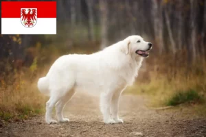 Read more about the article Maremma Abruzzi Sheepdog crescători și căței în Brandenburg