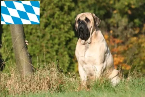 Read more about the article Crescători de mastiff și căței în Bavaria