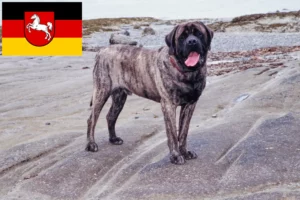 Read more about the article Crescători de mastiff și căței în Saxonia Inferioară