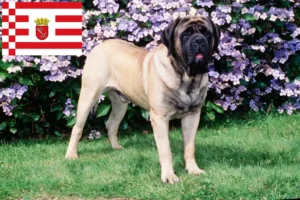Read more about the article Mastiff crescători și căței în Bremen