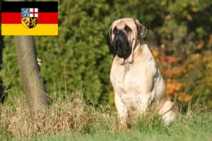 Read more about the article Crescători de mastiff și căței în Saarland