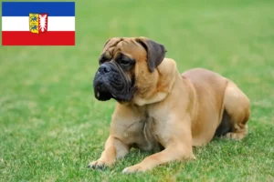 Read more about the article Crescători de mastiff și căței în Schleswig-Holstein